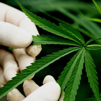 CBD Cosmetic
